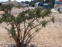 More precious than gold,Frankenscence tree.jpg